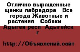 Отлично выращенные щенки лабрадора - Все города Животные и растения » Собаки   . Адыгея респ.,Адыгейск г.
